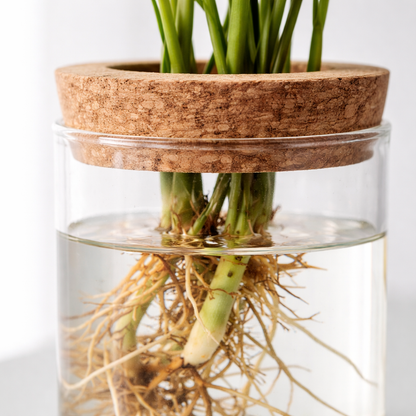 Glass Plant Propagation Vase Minimalist Hydroponic Planter