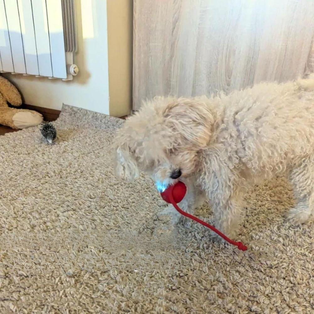 Interactive Pet Ball USB Rechargeable Smart Play Toy for Dogs and Cats