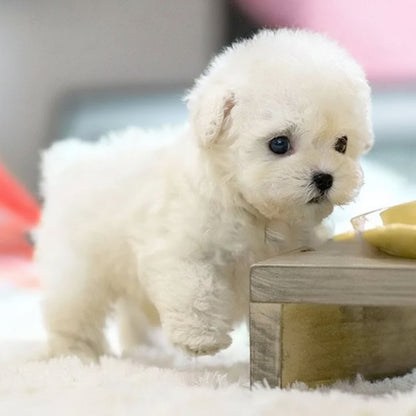 Interactive Robotic Puppy Toy with Lifelike Walking and Sound
