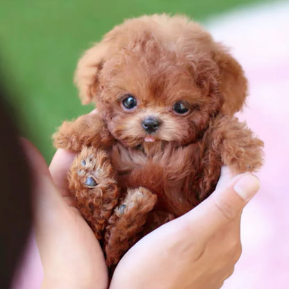 Interactive Robotic Puppy Toy with Lifelike Walking and Sound