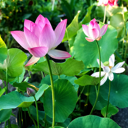 Lotus Seeds Aquatic Flowering Plant 10 Seed Garden Water Plant Variety