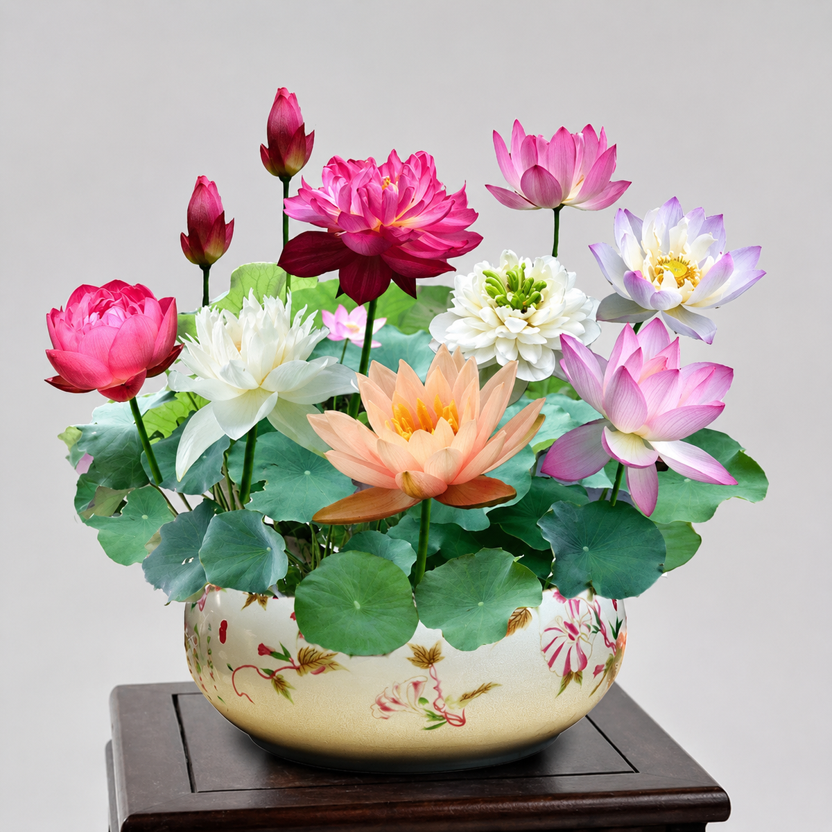 Lotus Seeds Aquatic Flowering Plant 10 Seed Garden Water Plant Variety