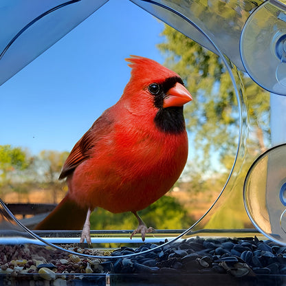 Window Bird Feeder Clear Acrylic Suction Cup Feeding Tray